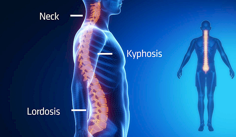 Spine, Source: iStock / Janulla Spine, Source: iStock / Janulla